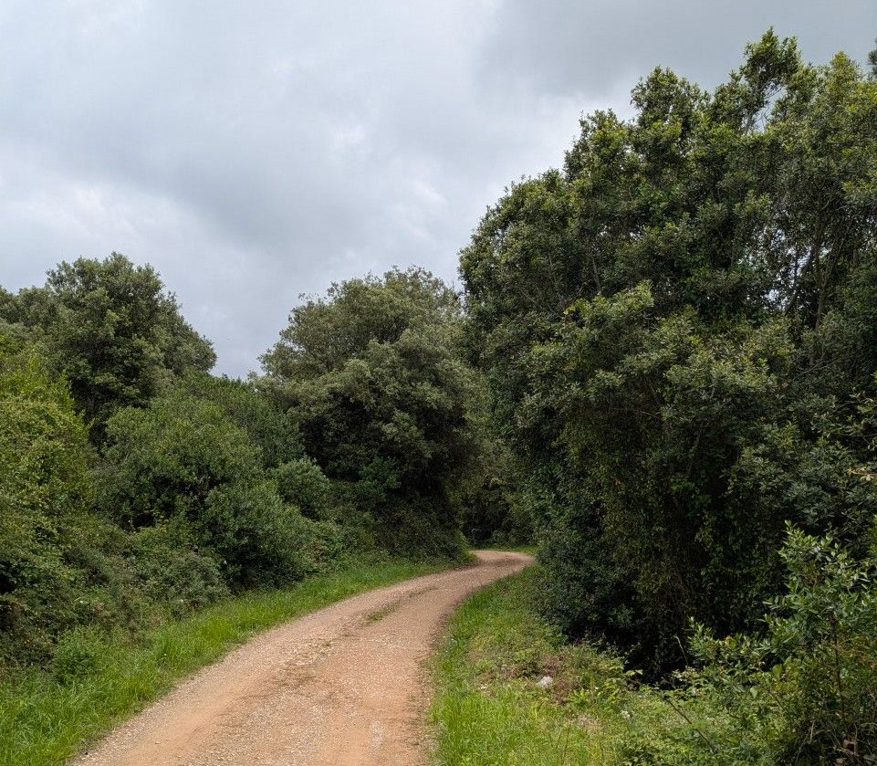 23-ein Stück auf dem Camino zurück zum Camp